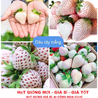 Hạt Giống Dâu Tây Trắng F1 loại dễ trồng  (gói 50 hạt)