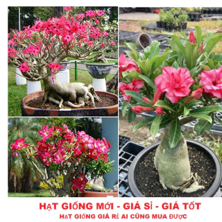 Hạt Giống Hoa Sứ Thái Kép Nhiều Màu  gói 30 hạt