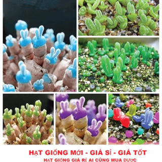 Hạt giống cây tai thỏ nhiều màu ( gói 50 hạt )