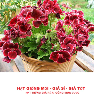 HẠT GIỐNG HOA PHONG LỮ THẢO NHIỀU MÀU GÓI 50 HẠT