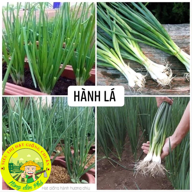 Hạt giống hành lá, hành hoa,hành hương (Tặng kèm phân)