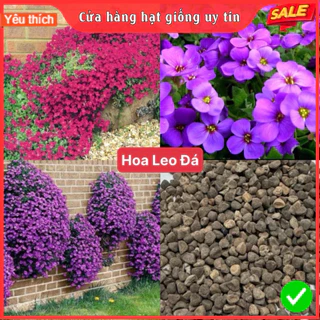 HẠT GIỐNG HOA LEO ĐÁ LOẠI SIÊU DỄ TRỒNG DỄ CHĂM SÓC TỈ LỆ NẢY MẦM CAO