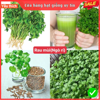 Hạt giống rau mùi (ngò rí) gói 200 hạt siêu dễ trồng kháng bệnh tốt năng suất cao cửa hàng hạt giống