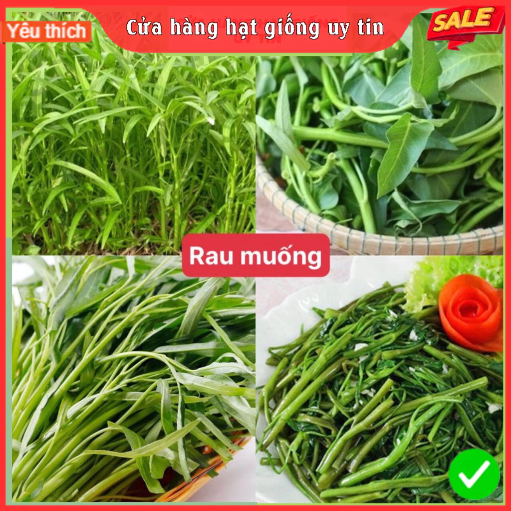 Hạt giống rau muống lá tre dễ trồng tỷ lệ nảy mầm cao nhà cửa và đời sống cửa hàng hạt giống uy tín