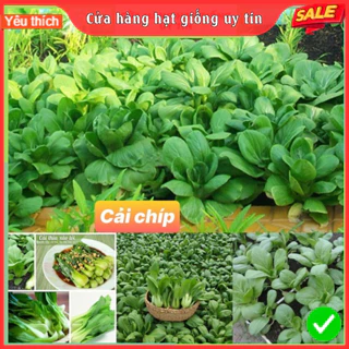 Hạt giống rau cải thìa dễ trồng kháng bệnh năng suất cao gói 3000 hạt cửa hàng hạt giống uy tín