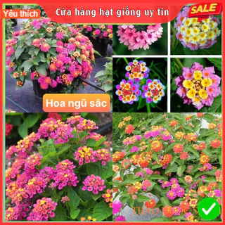 [Gói 150 hạt] Hạt Giống Hoa Ngũ Sắc F1 Hoa Nở Siêu Đẹp & Dễ Trồng có Tặng kèm hướng dẫn