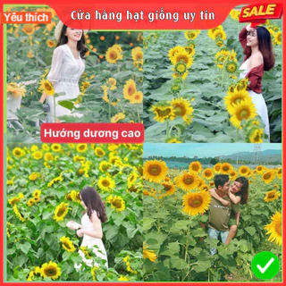 [Gói 30 hạt] Hạt Giống Hoa Hướng Dương Cao F1 hoa Nở Siêu Đẹp & Dễ Trồng có Tặng kèm hướng dẫn