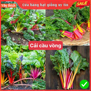 Hạt giống cải cầu vồng (gói 120 hạt) siêu dễ trồng kháng bệnh tốt năng suất cao cửa hàng hạt giống