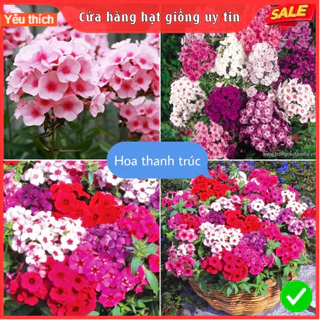 Hat Giống Hoa Thanh Trúc F1 Loại mix màu dễ trồng hoa nở đẹp chống sâu bệnh