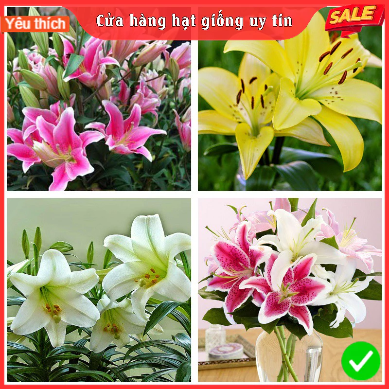 Củ ly cao Hà Lan đủ màu sắc dễ trồng hoa thơm nở đẹp (Tặng kèm phân)