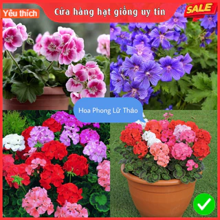 Hạt Giống Hoa Phong Nữ Thảo F1 Loại dễ trồng hoa nở đẹp chống sâu bệnh