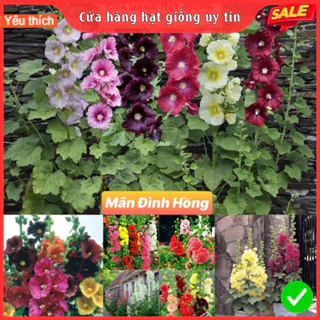 Hạt Giống Hoa Mãn Đình Hồng F1 Loại dễ trồng, dễ chăm sóc gói 50 hạt hoa nở 4 mùa quanh năm tỉ lệ nảy mầm cao