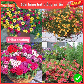 Hạt Giống Hoa Triệu Chuông F1 Siêu Dễ Trồng Hoa Nở Đẹp Gói 100 hạt mix màu nở 4mùa tỉ lệ nảy mầm cao