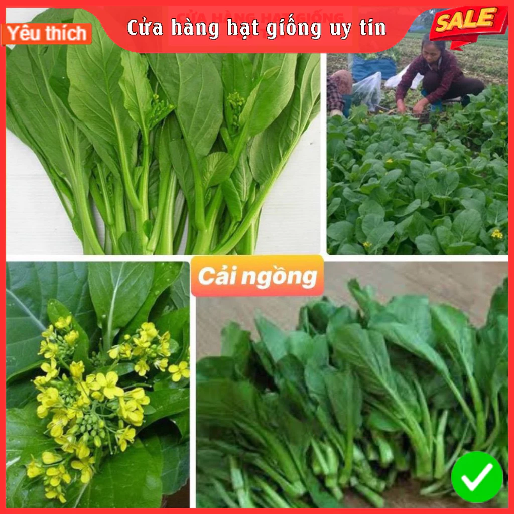 Hạt giống rau cải ngồng F1 tỷ lệ nảy mầm cao kháng bệnh tốt gói 3000 hạt nhà cửa và đời sống cửa hàng hạt giống uy tín