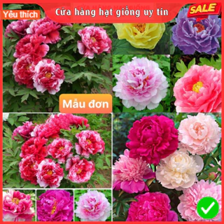 [Gói 10 hạt] Hạt Giống Hoa Mẫu Đơn F1 Hoa Nở Siêu Đẹp & Dễ Trồng có Tặng kèm hướng dẫn