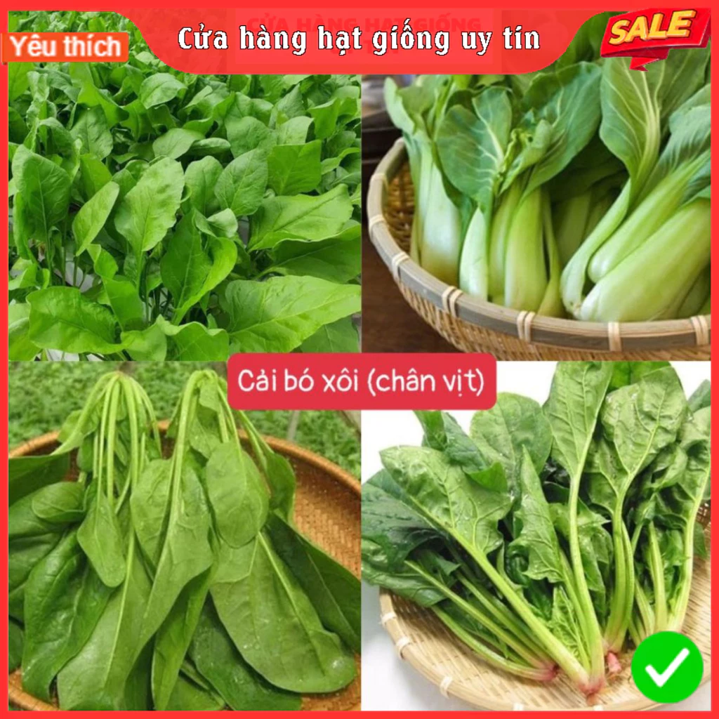 [Gói 3000 hạt] Hạt Giống Cải Bó Xôi(Rau Chân Vịt) Loại Siêu Dễ Trồng & Dễ Thu Hoạch Tặng kèm Hướng Dẫn Trồng