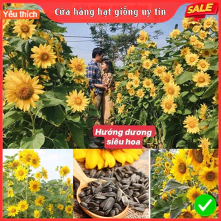 Hạt giống hướng dương tháp siêu nhiều hoa dễ trồng tỷ lệ nảy mầm cao nhà cửa và đời sống cửa hàng hạt giống uy tín