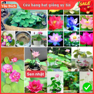 Hạt giống sen mini Nhật Bản 10 màu dễ trồng tỷ lệ nảy mầm cao nhà cửa và đời sống cửa hàng hạt giống uy tín