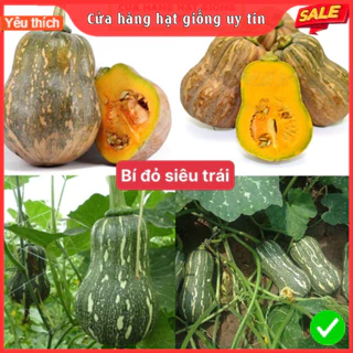 Hạt giống bí đỏ siêu trái dễ trồng kháng bệnh tốt gói 15 hạt nhà cửa và đời sống cửa hàng hạt giống uy tín