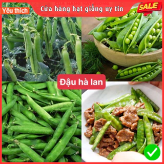 Hạt giống đậu bắp xanh cao sản dễ trồng kháng bệnh tốt gói 50 hạt nhà cửa và đời sống cửa hàng hạt giống uy tín