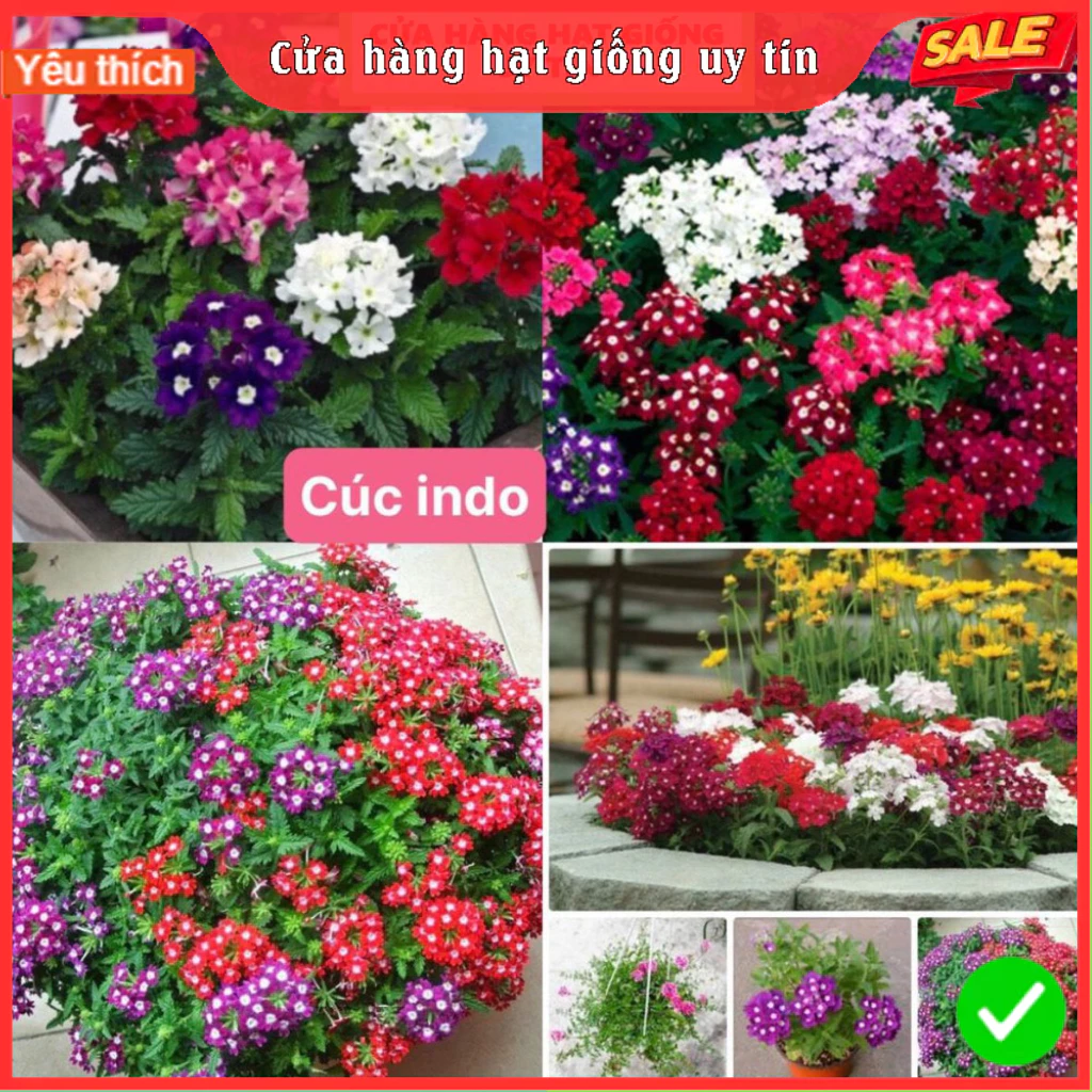 [Gói 150 hạt] Hạt Giống Hoa Cúc Indo F1 Loại Siêu Dễ Trồng, Hoa Nở Đẹp Tặng kèm Hướng Dẫn Trồng