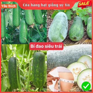 Hạt giống bí đao siêu trái dễ trồng kháng bệnh tốt năng suất cao gói 15 hạt cửa hàng hạt giống uy tín