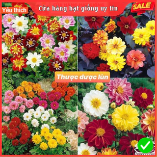 Hạt giống hoa thược dược lùn nhiều màu tỷ lệ nảy mầm cao dễ trồng gói 100 hạt cửa hàng hạt giống