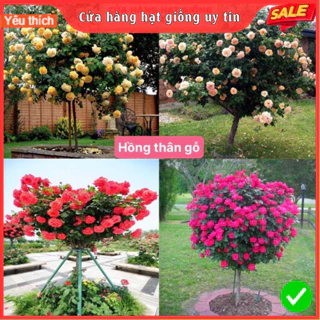 Hạt giống hoa hồng thân gỗ mix nhiều màu dễ trồng dễ chăm sóc gói 100 hạt  nhà cửa và đời sống cửa hàng hạt giống uy tín