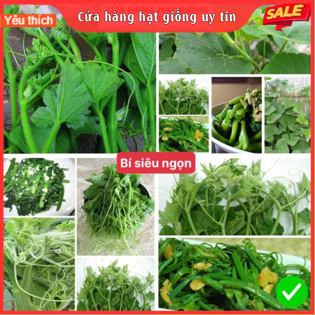 Hạt giống bí siêu ngọn F1 (20 hạt) dễ trồng năng suất cao chống sâu bệnh cửa hàng hạt giống uy tín