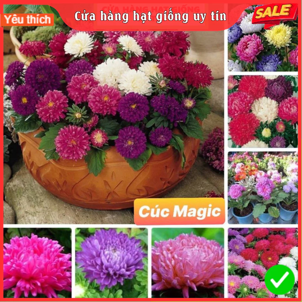 [Gói 150 hạt] Hạt Giống Hoa Cúc Magic F1 Loại Siêu Dễ Trồng, Hoa Nở Đẹp Tặng kèm Hướng Dẫn Trồng