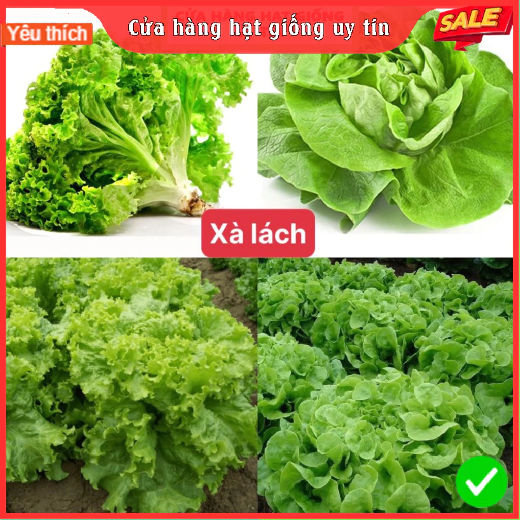 Hạt Giống Xà Lách Xoăn Xanh + Mỡ (2 loại rau) Chịu nhiệt tốt kháng bệnh cao, Gói 1000 hạt