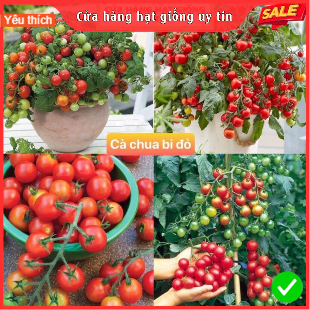 Hạt giống cà chua bi đỏ F1 Loại Siêu Dễ Trồng & Dễ Thu Hoạch năng suất cao Cửa Hàng Hạt Giống Uy Tín