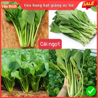 Hạt Giống Rau Cải Ngọt F1 Loại năng xuất cao, dễ trồng, kháng sâu bệnh [ Gói 200 gram, 500gram, 1kg]