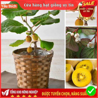 Hạt Giống Cây Kiwi F1 Loại dễ trồng dễ chăm sóc chống sâu bệnh năng suất cao