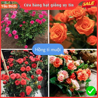 Hạt Giống Hoa Hồng Tỉ Muội F1 mix nhiều màu hoa nở đẹp dễ trồng dễ chăm sóc nở 4 mùa quanh năm