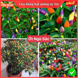 Hạt Giống Ớt Ngũ Sắc F1 Loại Dễ Trồng Năng Suất Cao Chống Sâu Bệnh