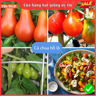 Hạt Giống Cà Chua Hồ Lô Siêu Trái F1 Loại dễ trồng năng suất cao chống sâu bệnh