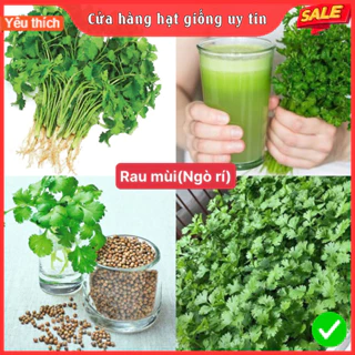 Hạt giống rau mùi ( ngò rí ) dễ trồng kháng sâu bệnh năng xuất cao [ gói 100gram ,200gram,500gram]