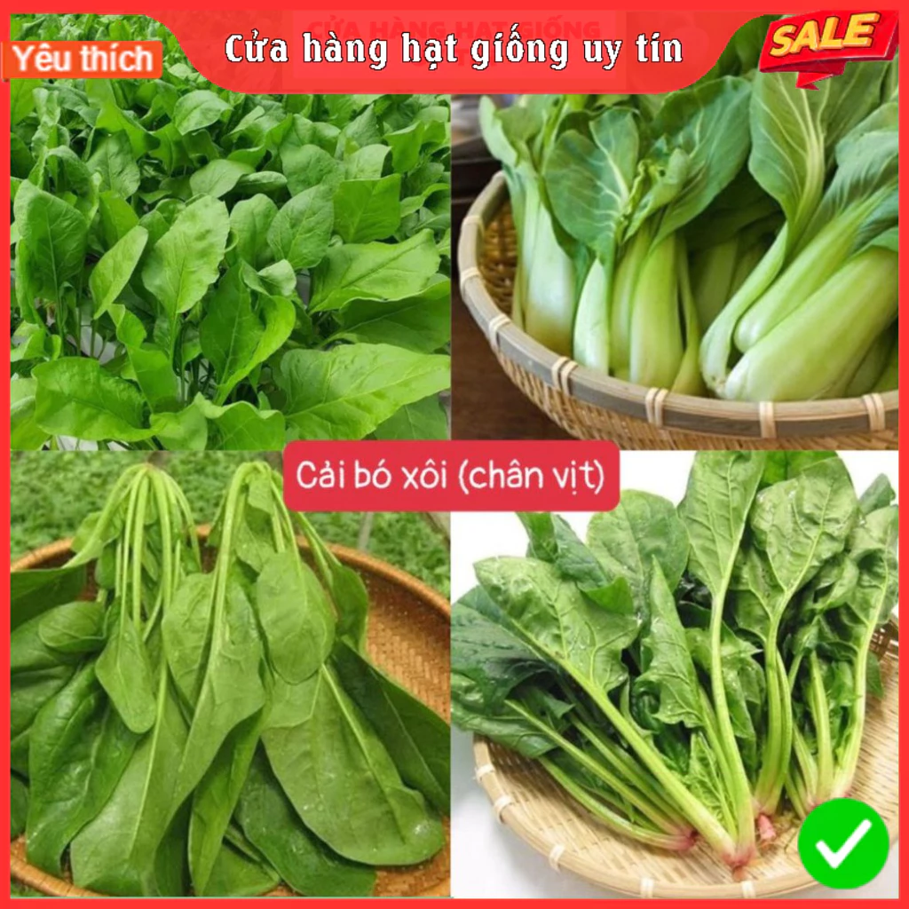 Hạt Giống Cải Bó Xôi F1 (Rau Chân Vịt) Loại dễ trồng, năng suất cao, kháng sâu bệnh[gói 500gram,1kg]