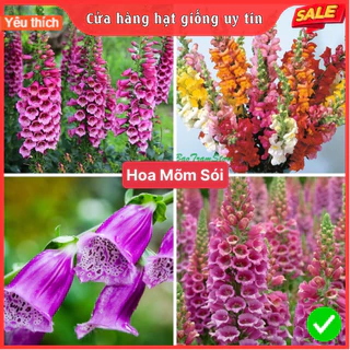 Hạt Giống Hoa Mõm Sói F1 Dễ Trồng Dễ Chăm Sóc