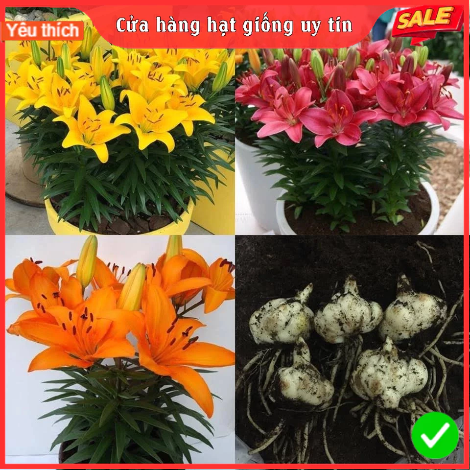 Củ Hoa Ly Lùn Thơm Nhập Khẩu Hà Lan Nhiều Màu Sắc Cho Khách Lựa Chọn Tổng Hợp Size 13-15cm đến 18-20cm