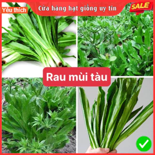 Hạt Giống Mùi Tàu F1 loại dễ trồng năng suất cao chống sâu bệnh