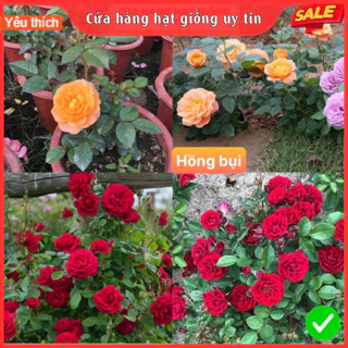 Hạt Giống Hoa Hồng Bụi F1 Loại Siêu Dễ Trồng ( gói 100gram ,200gram ,500gram)