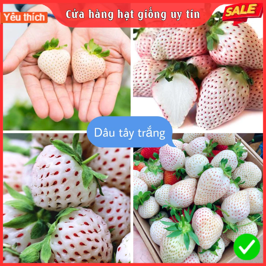 Hạt Giống Dâu Tây Trắng F1 loại dễ trồng dễ chăm sóc năng suất cao chống sâu bệnh (gói 50 hạt)