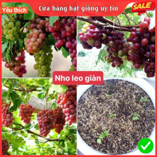 Hạt Giống Nho Leo Giàn F1 Loại Siêu Ngọt Dễ Trồng Dễ Chăm Sóc kháng sâu bệnh (Gói 20 hạt)