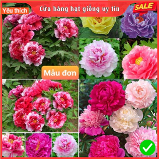 Hạt Giống Hoa Mẫu Đơn Kép Thái Mix 7 màu Loại F1 dễ trồng tỉ lệ nảy mầm cao kháng sâu bệnh hoa nở cực đẹp lâu tàn