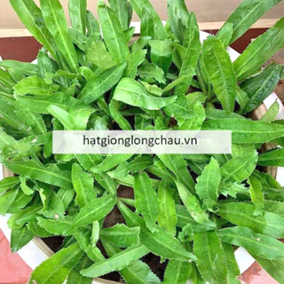 5GR - HẠT GIỐNG RAU MÙI TÀU(NGÒ GAI)   KHUYẾN MẠI TRONG NGÀY