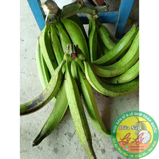 Green Bananas or Plantain ( CHUỐI TÁ QUẠ SỐNG Y ẢNH )