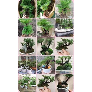 Cây trường sinh thảo, quyển bá ,cây bonsai mini