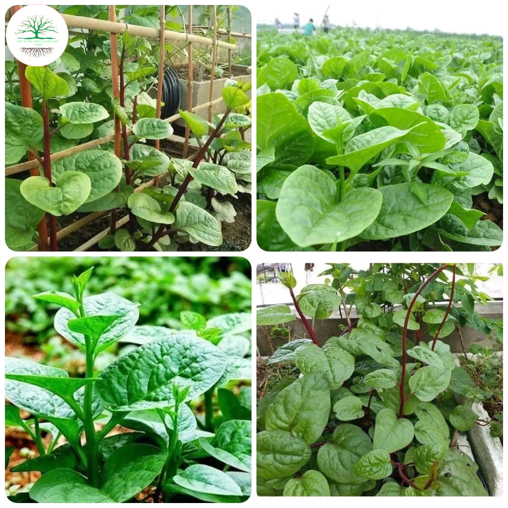 [20gram] Hạt giống rau mồng tơi cao sản( tặng kèm kích mầm và phân bón )